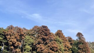 【斎藤一人】花粉症に悩んでいるあなたへ【完治しました】
